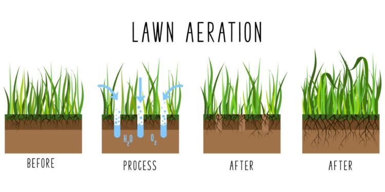 lawn aeration