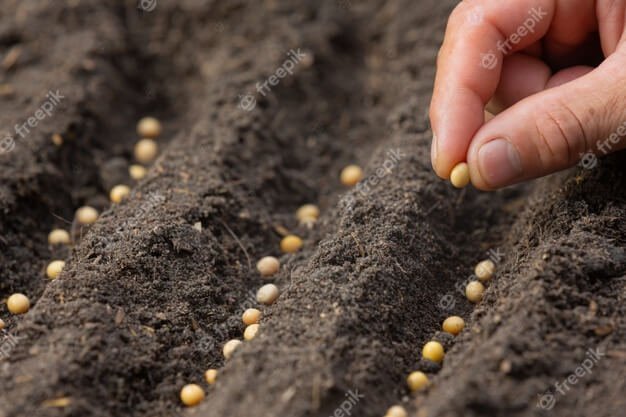 grow spinach