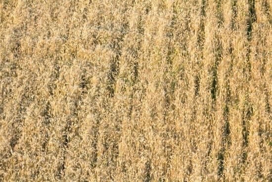 drought-resistant grass
