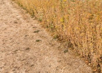 drought-resistant grass