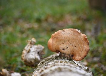 lawn fungus