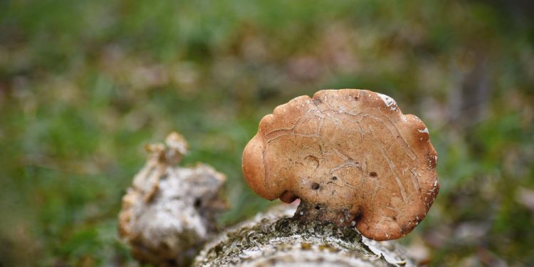 lawn fungus