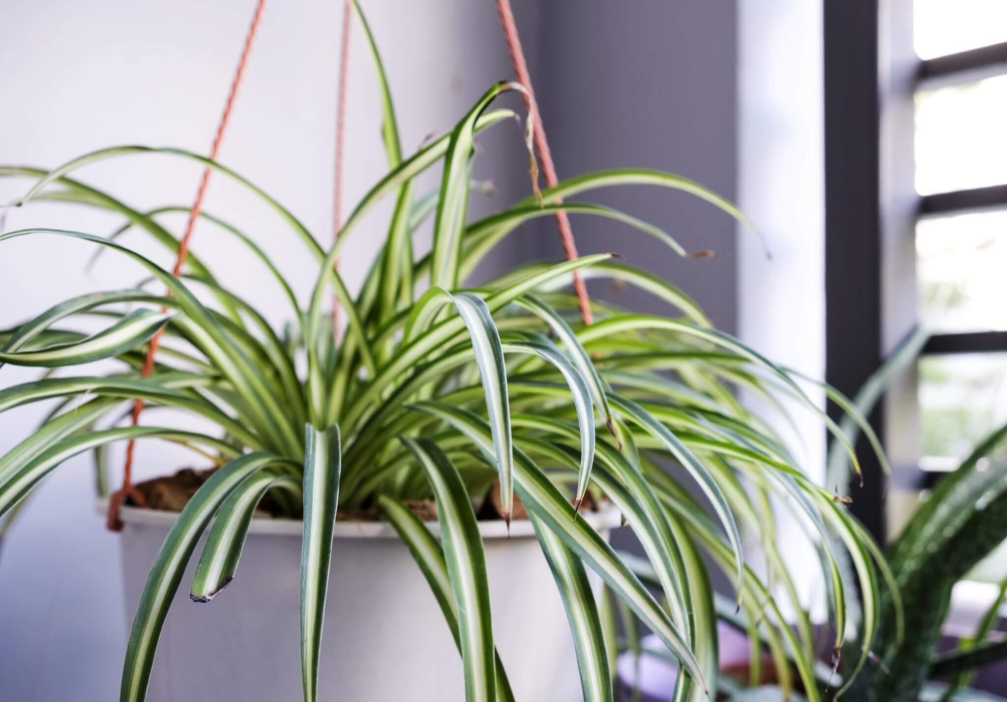 How to Care for a Spider Plant The Ultimate Guide Gardening Made Easy