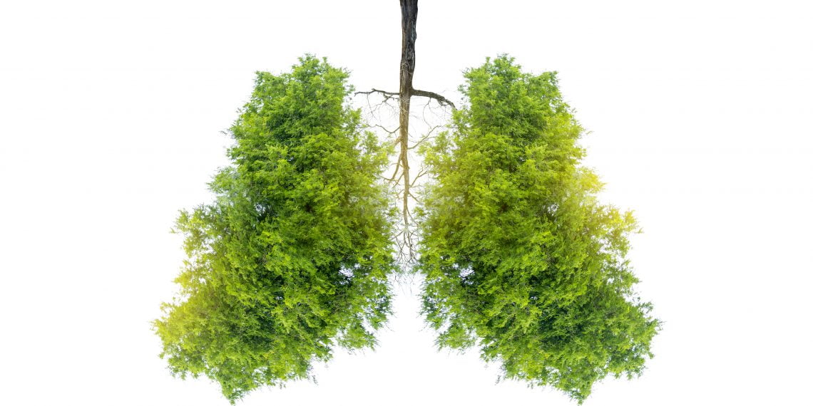 8 AirPurifying Plants That Clean Your Home Naturally Gardening Made Easy