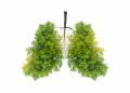 plants that clean the air