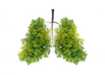 plants that clean the air