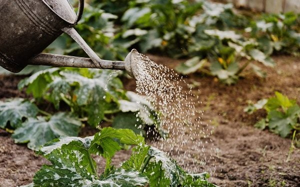 20 easy tips to save water in the garden