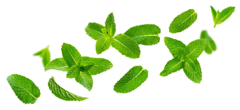 grow herbs shade