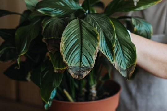 brown tips on peace lily
