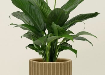 care of peace lily