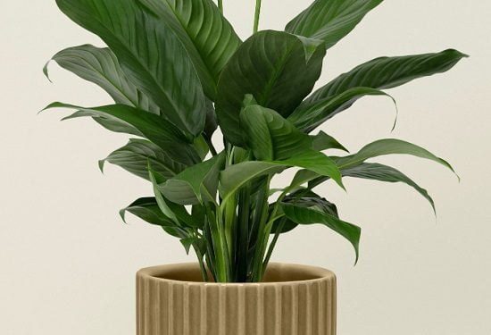 care of peace lily