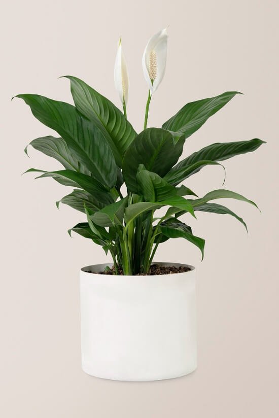 care of peace lily