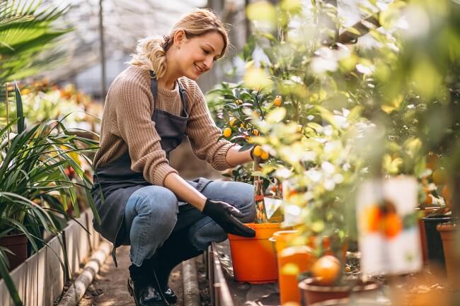 garden nurseries