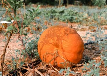 Pumpkin Fertilizer
