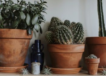 how often to water a cactus