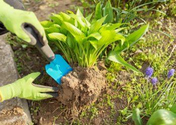 Hosta When To Transplant