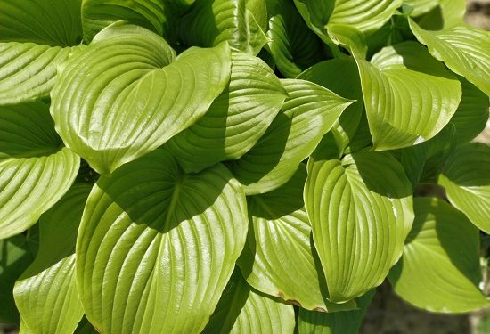 Fertilizer for Hosta