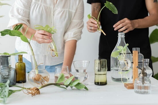 how to propogate pothos