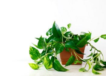 how to propogate pothos