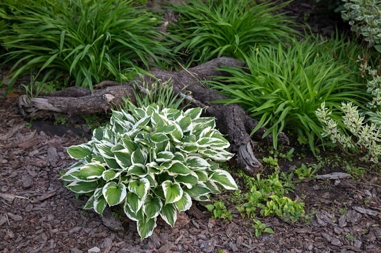 Hosta When To Transplant