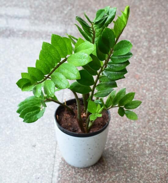 propagating zz plant