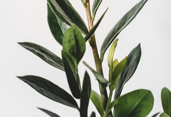 propagating zz plant