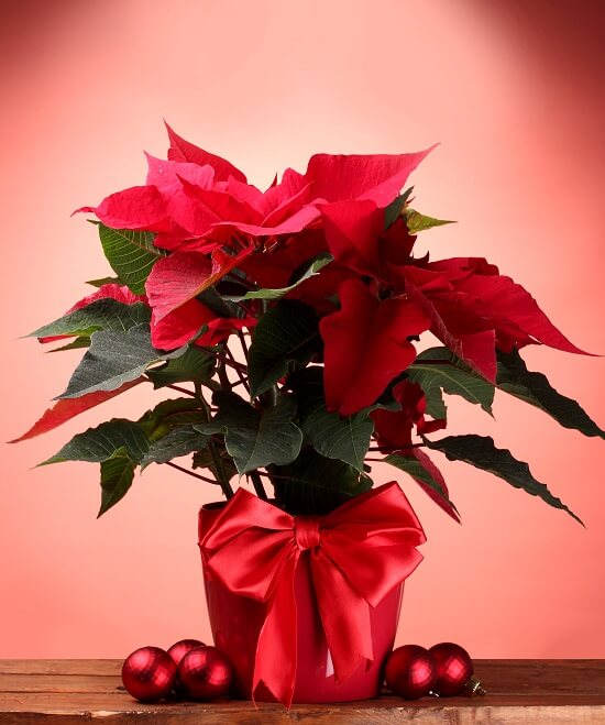 poinsettia how to care