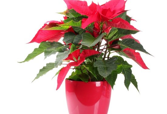 poinsettia how to care