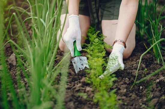 Layout of Vegetable Garden