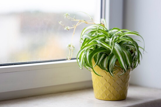 Spider Plant Babies