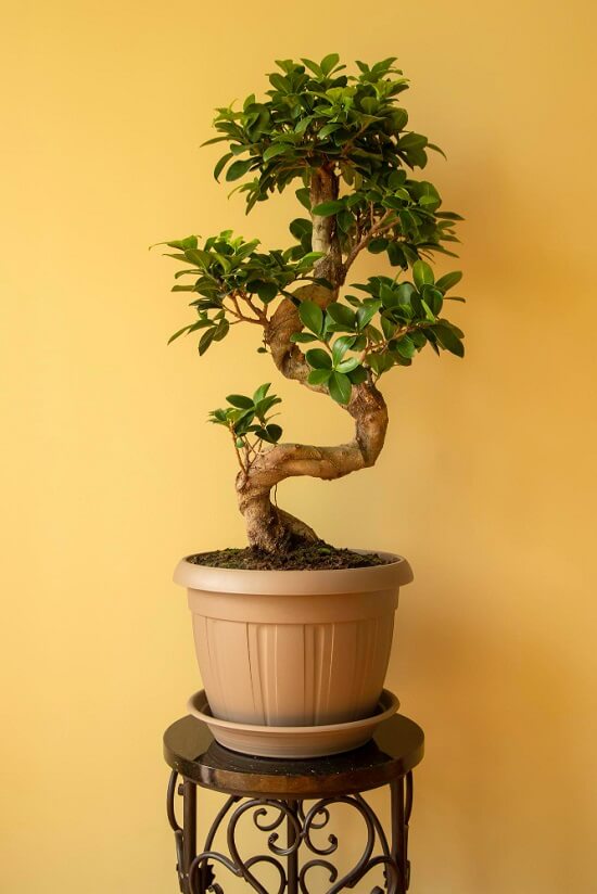 Ficus Ginseng