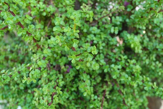 Elephant bush