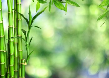 Planting Bamboo