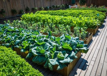 Layout of Vegetable Garden