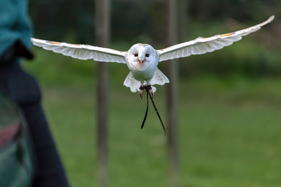 Owl Houses