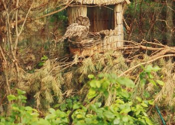 Owl Houses