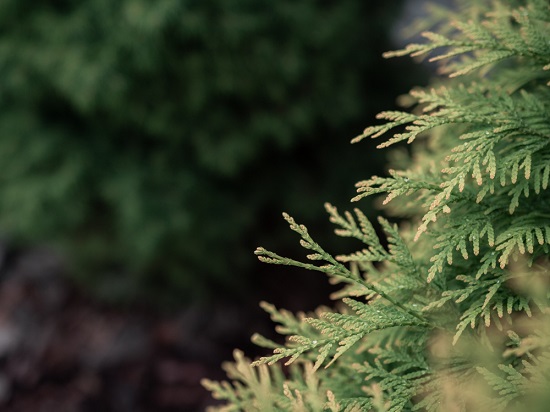 Cedar Trees Care Guide - Gardening Made Easy