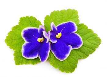 Caring for African Violets