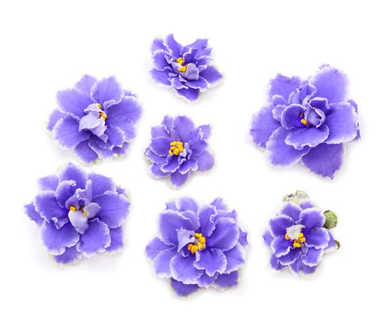 Caring for African Violets