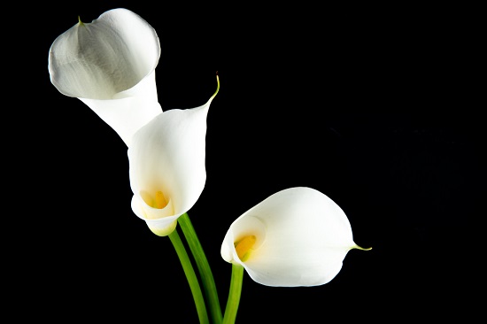 Calla Lilies