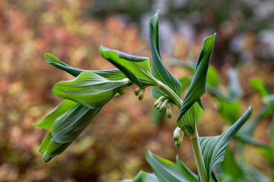 Solomon's Seal