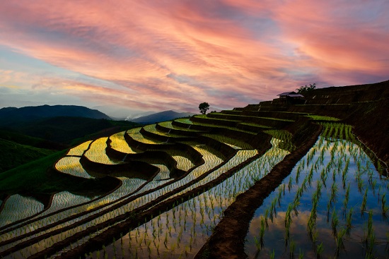 How Rice is Grown