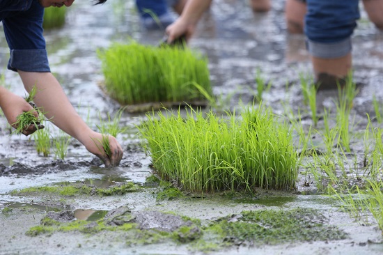 rice for planting