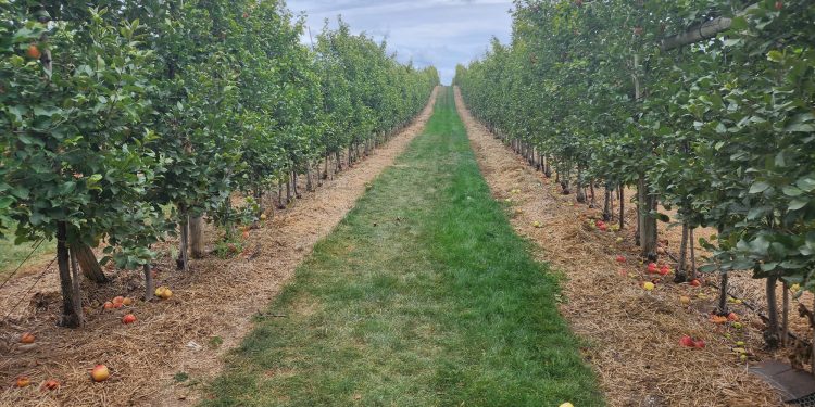 apple picking