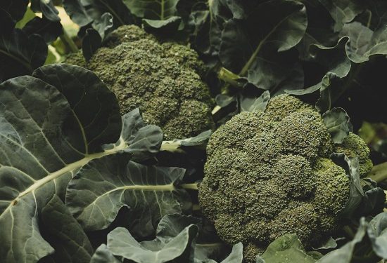 how grow broccoli