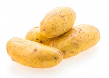 potato when to harvest