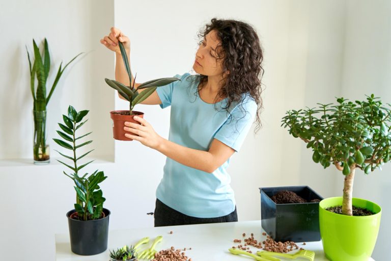 Essential Indoor Plant Care Tips for a Thriving Green Haven Gardening